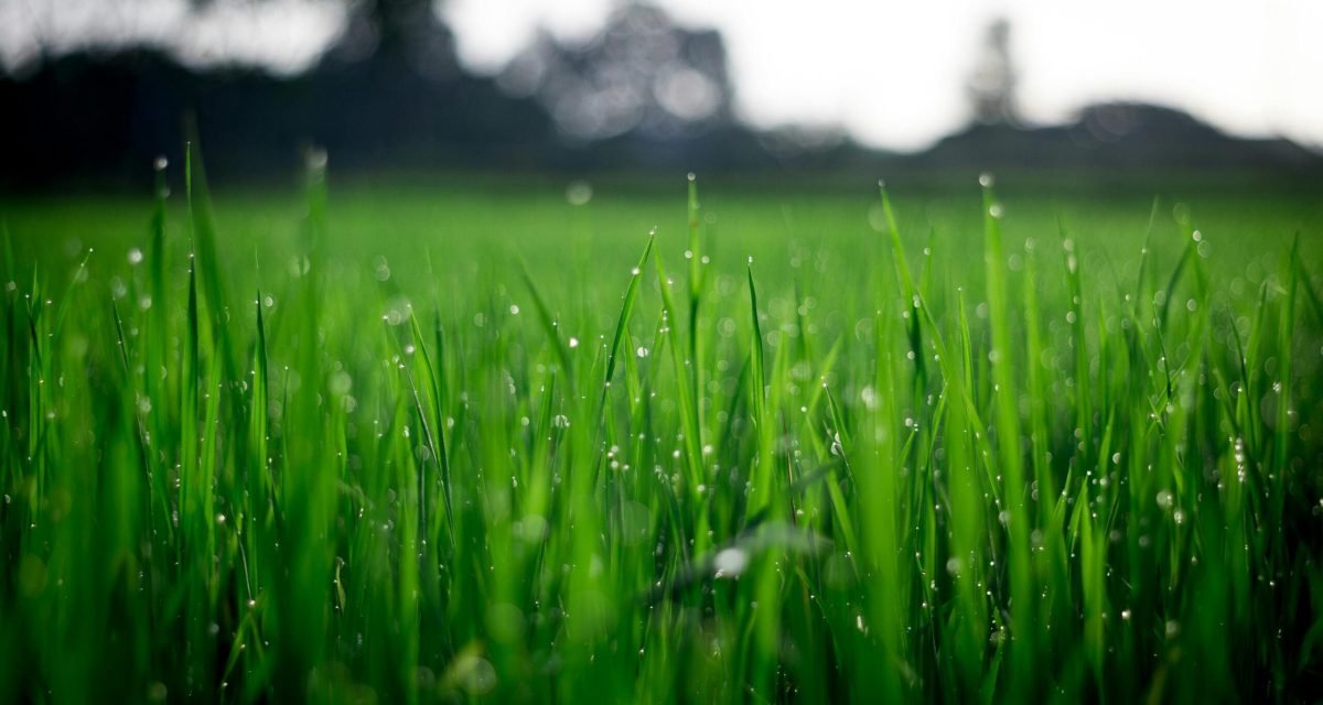 Close-up of lush green grass covered with morning dew in a rural field.